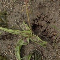 Ledebouria revoluta (L.f.) Jessop